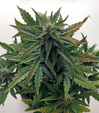 Roadrunner Autoflowering fem семена конопли