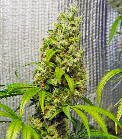 Sage 'n' Sour fem семена конопли