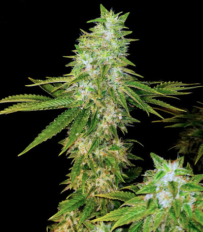 Satori fem (Mandala Seeds) семена конопли