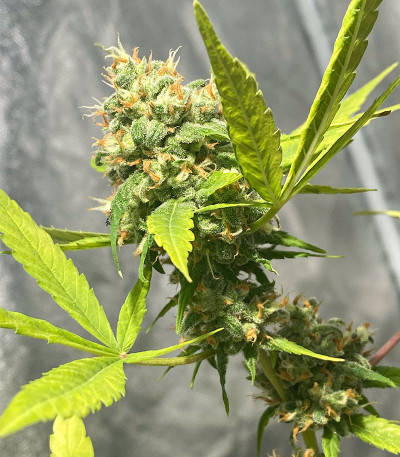 Shogun fem (Royal Queen Seeds) семена конопли