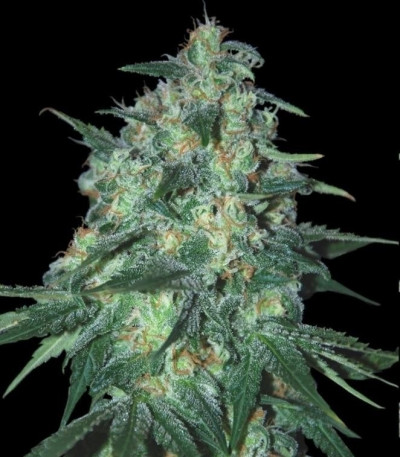 Snow Storm #2 (Dutch Passion) семена конопли