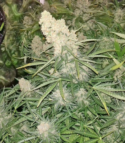 Sour Diesel Autoflowering fem (Dinafem Seeds) семена конопли