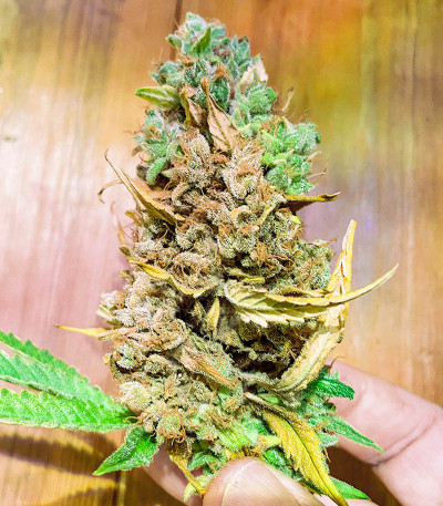 Sugar Black Rose Early Version fem (Delicious Seeds) семена конопли