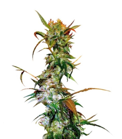 VIP Haze fem (VIP seeds) семена конопли