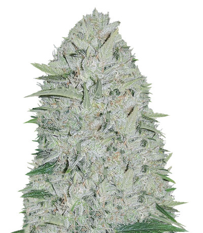 White Cheese Auto fem (Sumo Seeds) семена конопли