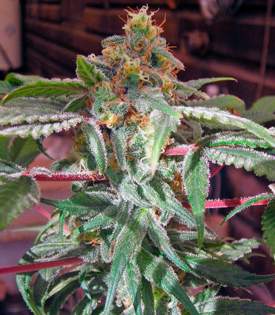 AMS fem семена конопли