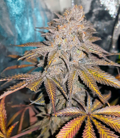 Chocolate Mint OG fem семена конопли