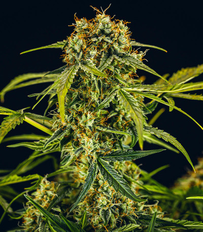 Семена конопли сорта Medusa F1 Auto
