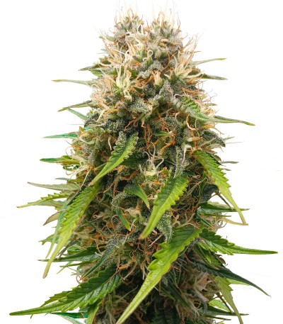 Triple G Auto fem (Royal Queen Seeds) семена конопли