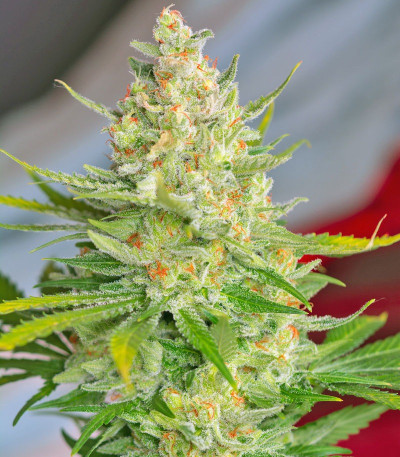 Wild Rose fem (Sweet Seeds) семена конопли