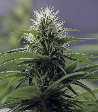 1024 fem (Medical Seeds) семена конопли