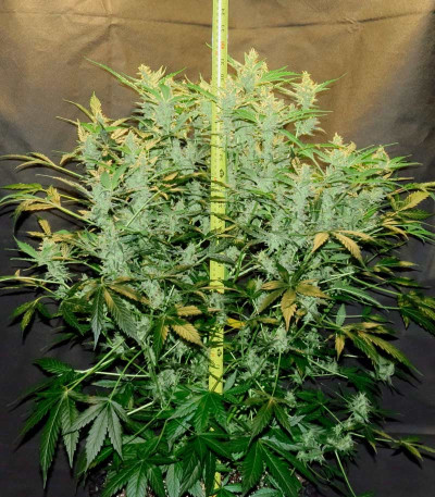 Flash Babylon Auto fem (Samsara Seeds) семена конопли