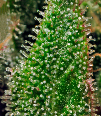 Afgooey fem (Strain Hunters) семена конопли