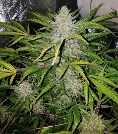 Amnesia Haze Auto Fem (Vision Seeds) семена конопли