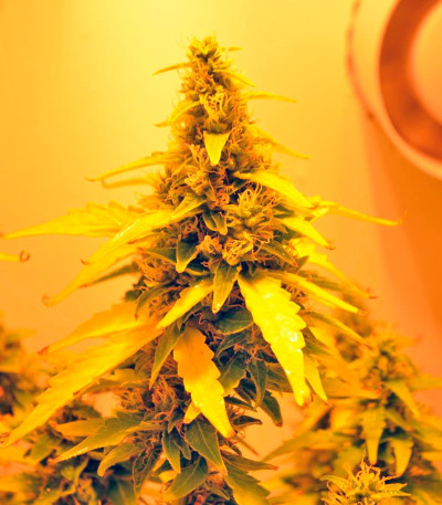 Auto Blueberry fem (Dutch Passion) семена конопли