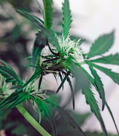 Auto Northern Light fem (Bulk Seed Bank) семена конопли