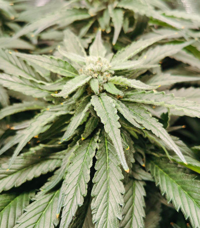 Bubba Kush fem семена конопли