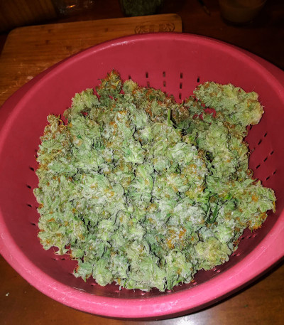 Bruce Banner #3 fem (Original Sensible Seeds) семена конопли