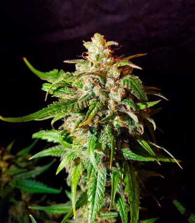 Bruce Banner Auto (Sweet Seeds) семена конопли