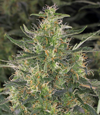 CBD-Chronic fem (Serious Seeds) семена конопли