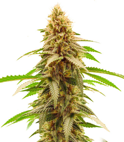Cherry Pie fem (Advanced Seeds) семена конопли
