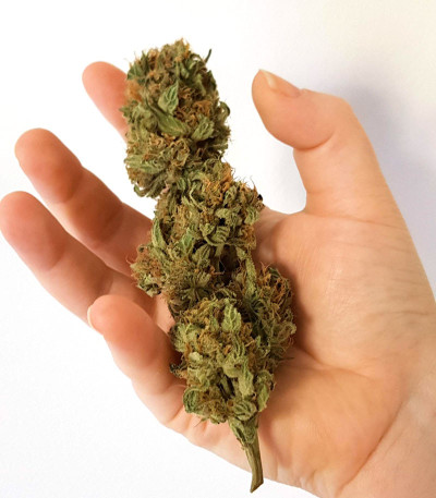 Girl Scout Cookies Auto (Nirvana Seeds) семена конопли