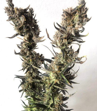 Golosa Early Version fem (Delicious Seeds) семена конопли