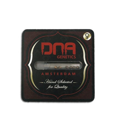 Kushberry fem (DNA Genetics) семена конопли