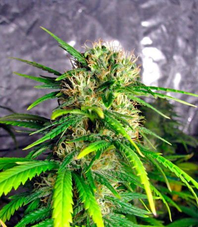 La Reina de Africa (Kaboom) fem семена конопли