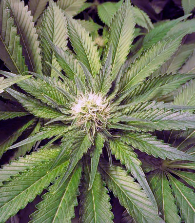 OG Kush fem марихуана