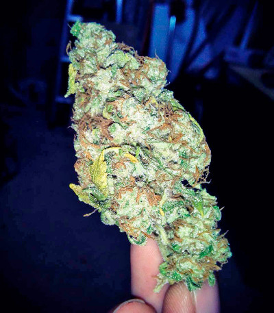 Pure Power Plant fem (Nirvana Seeds) семена конопли