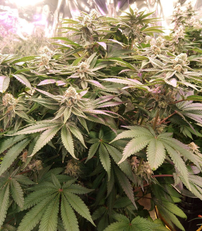 Punch Cookies fem (Original Sensible Seeds) семена конопли