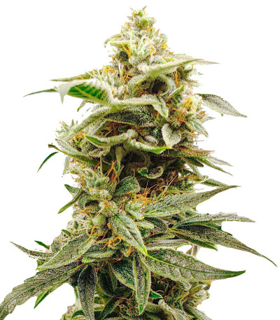Siberian Haze Auto fem (Kalashnikov Seeds) семена конопли
