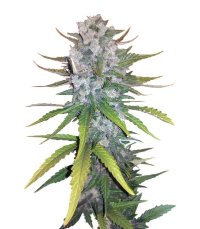 + Speed Auto fem (Sweet Seeds) семена конопли