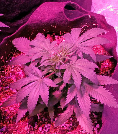 Swiss Cheese fem семена конопли