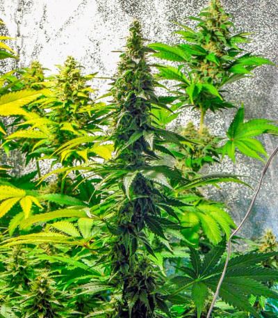 Thai Fantasy Max Auto fem семена конопли