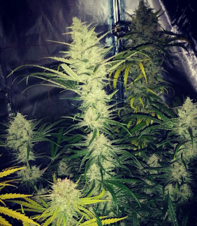 Cinderella's fem (Sumo Seeds) семена конопли