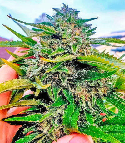 Trainwreck Fast Version fem (Seedkeepers) семена конопли