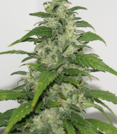 Yummy fem (Resin Seeds) семена конопли