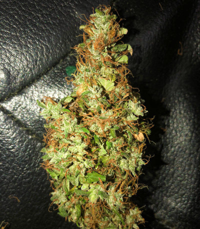 Zkittlez Auto fem (FastBuds) семена конопли