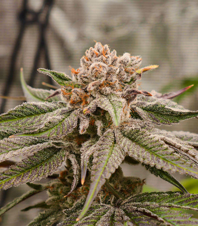 Banana Punch fem (Barney's Farm) семена конопли