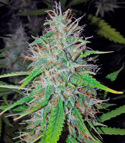 Bubba Kush Autoflowering fem (Dinafem Seeds) семена конопли