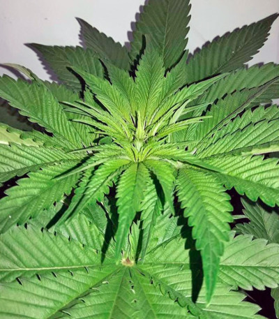 Indigo Berry Kush fem (Sweet Seeds) семена конопли