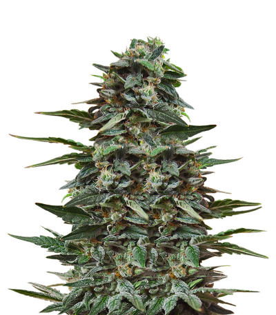 Кубанский убийца fem (Kalashnikov Seeds) семена конопли