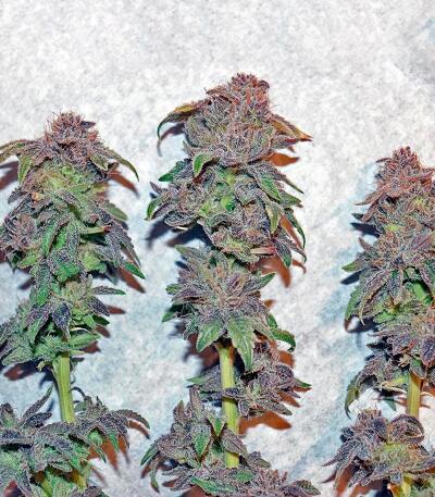 10TH Planet R1 fem (Ethos Genetics) семена конопли