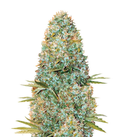 Amnesia Haze fem (Victory Seeds) семена конопли
