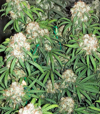 Auto Bubble Gum fem (00 Seeds) семена конопли