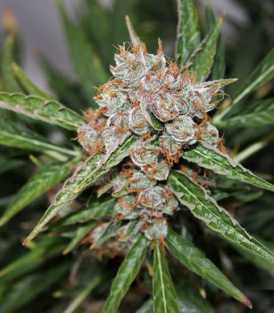 Auto Orange Bud fem (Dutch Passion) семена конопли