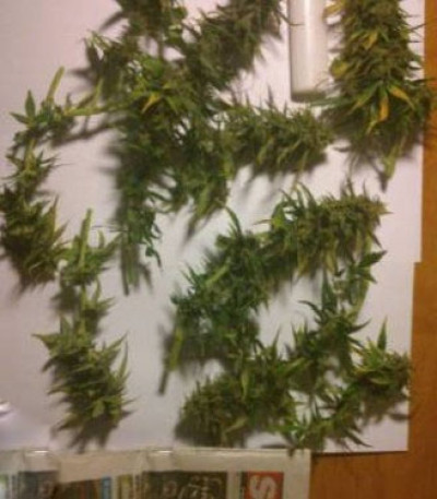 Auto Speed Bud fem (Female Seeds) семена конопли