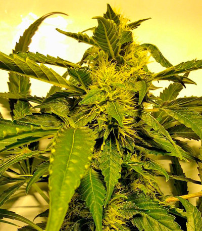 Beyond the Brain reg семена конопли